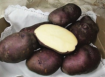 patata turchesa