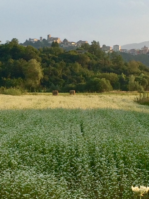 campo saraceno